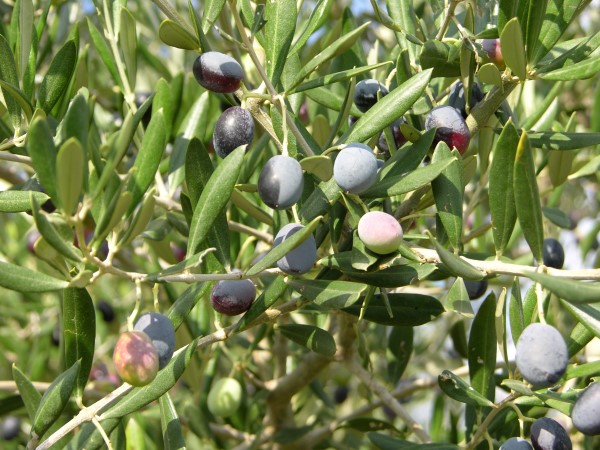 azienda milio esterno casa